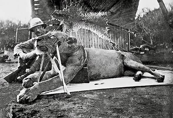 Lieutenant-Colonel John Henry Patterson and the man-eating lion shot by him