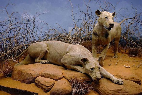 Tsavo lions - Chicago Field Museum of Natural History