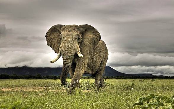 African elephant (Loxodonta africana) These large animals have typically human mind features: they can see their reflection in the mirror test.