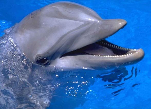 Dolphins can distinguish between language sequences, they have good memory, observe themselves, can distinguish between and match specific items with each other. 