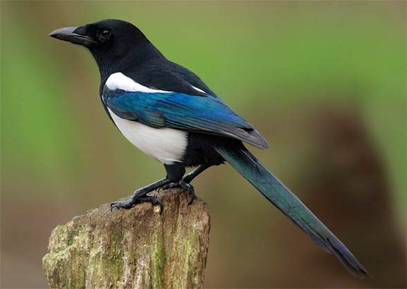 The common magpie is one of the most intelligent birds.