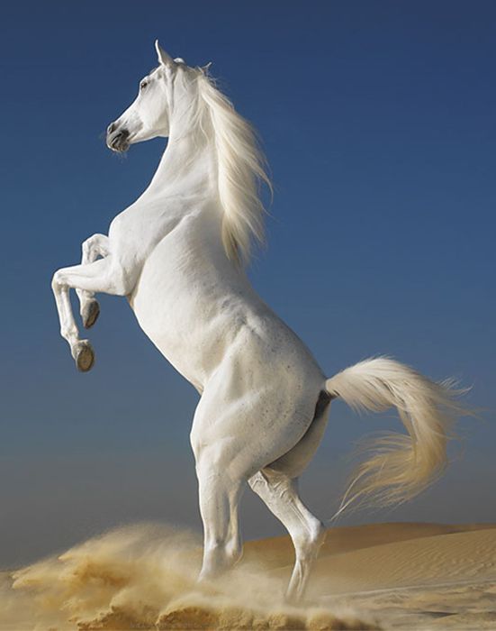 Horses (Equus caballus) - their beauty and grace have always fascinated us. 