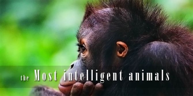 The most intelligent animals – Top 10 | DinoAnimals.com