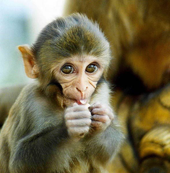 Rhesus macaque can easily adapt to various habitats.