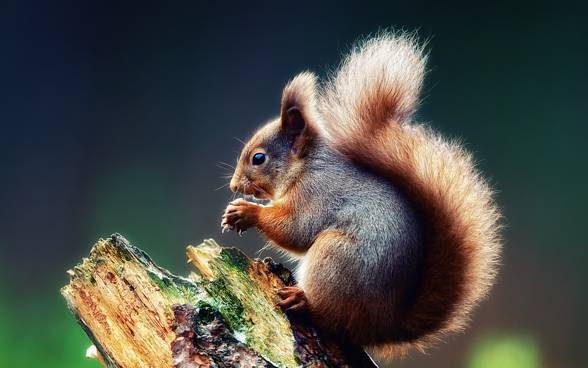 Squirrels are basically self-taught - they learn by observing fellow squirrels, especially when it comes to stealing food.