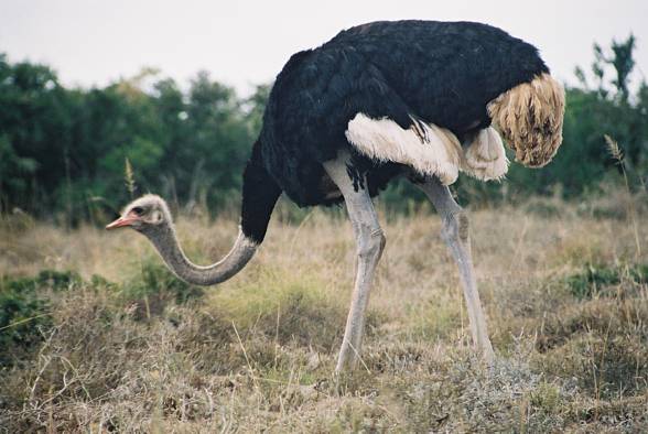 The Somali ostrich, the blue-necked ostrich (Struthio molybdophanes)
