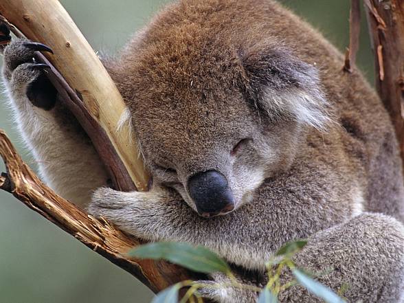 Koala – the marsupial which does not drink water 
