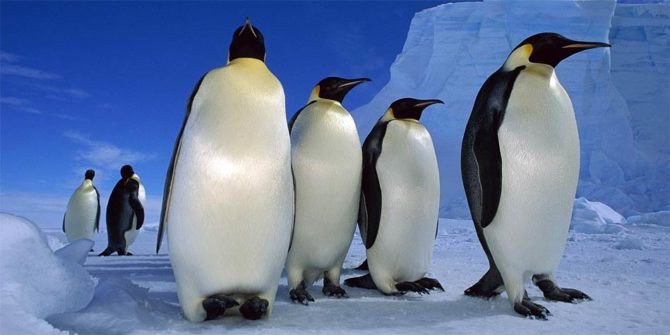 The emperor penguin – the biggest penguin in the world | DinoAnimals.com