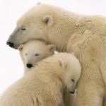 Animals' emotions and feelings | DinoAnimals.com