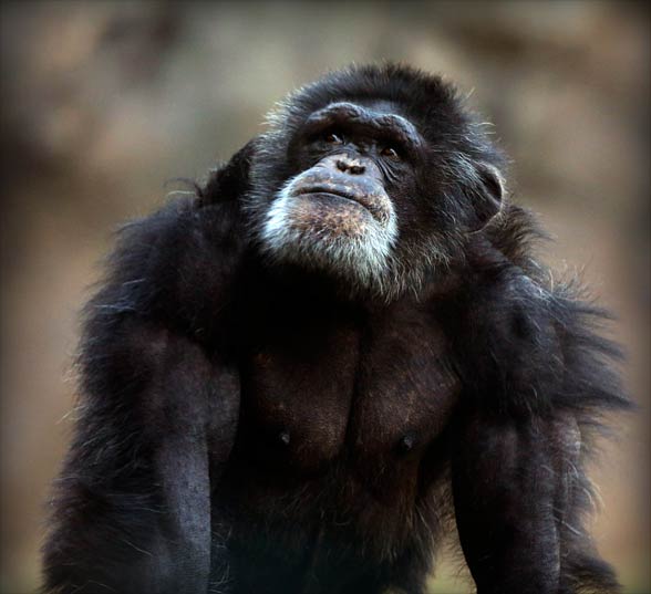 chimpanzee height weight