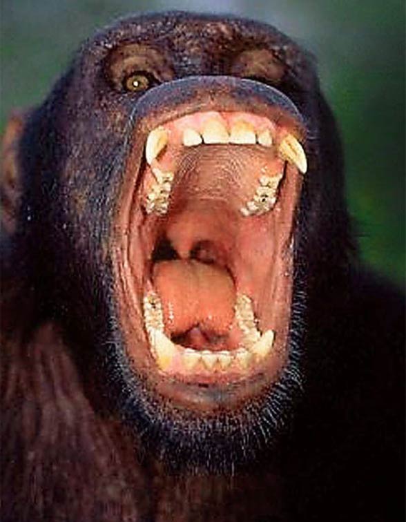 Giant Chimp Congo Lion Killer - Pictures Of The Year Lions Tigers And