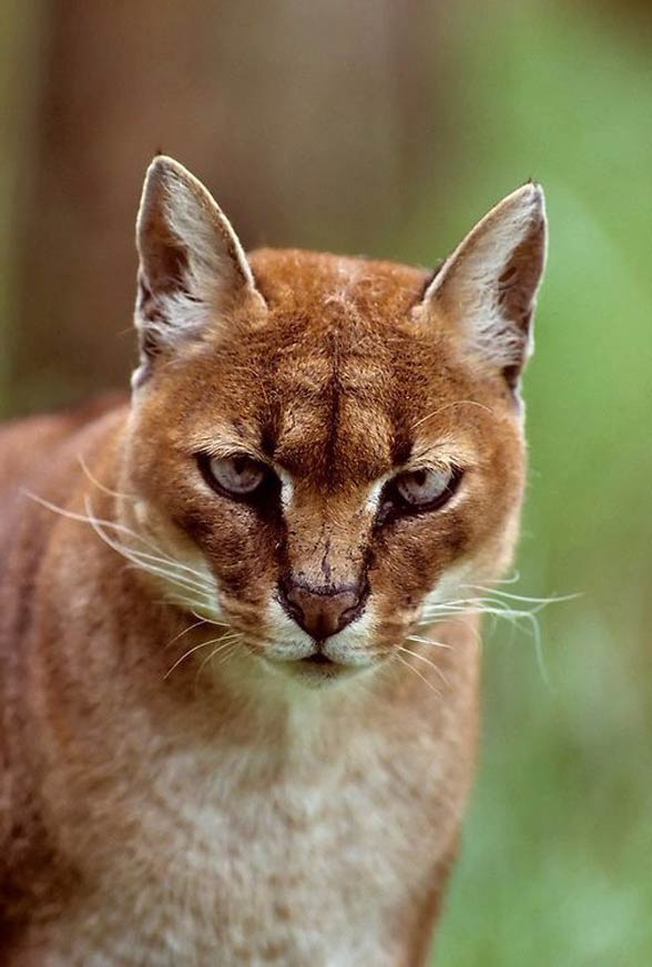 African golden cat – leopard's brother | DinoAnimals.com