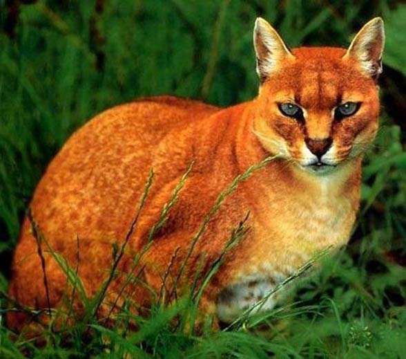 African golden cat – leopard's brother | DinoAnimals.com