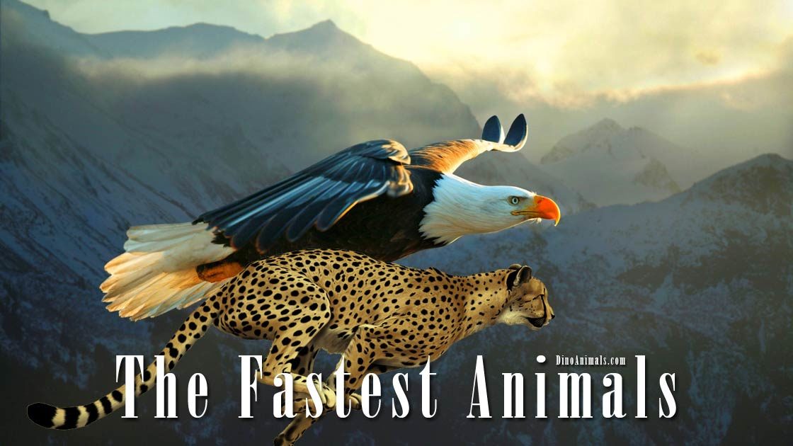 The fastest animals – birds, mammals, fish, reptiles and insects |  