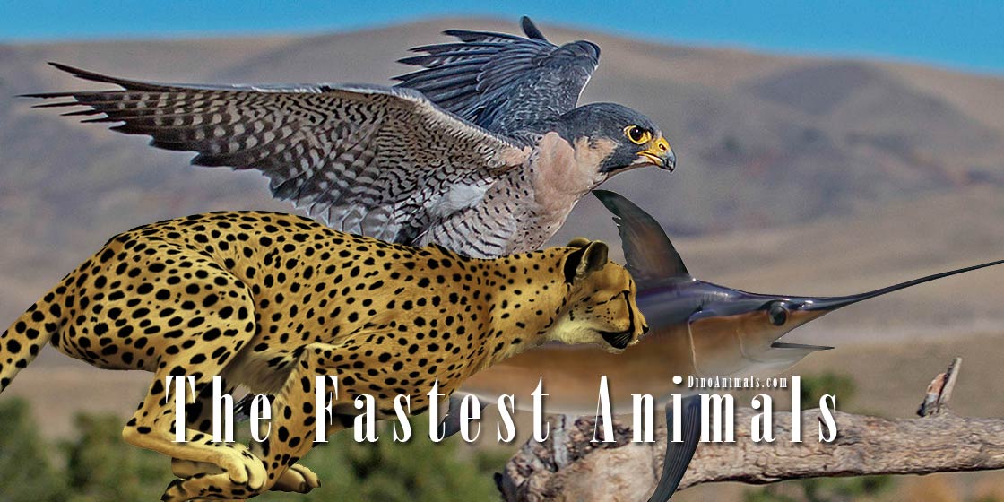 The fastest animals – on land, in water and in the air | DinoAnimals.com