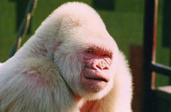 baby albino gorilla