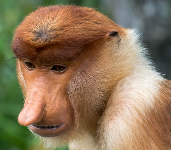 The Wonderful, Transcendent Life of an Odd-Nosed Monkey