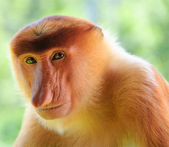 Proboscis monkey, Endangered, Borneo, Long Nose