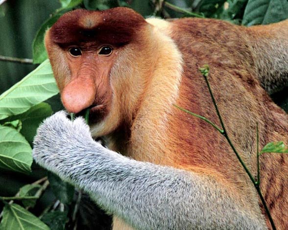 Proboscis monkey, Endangered, Borneo, Long Nose