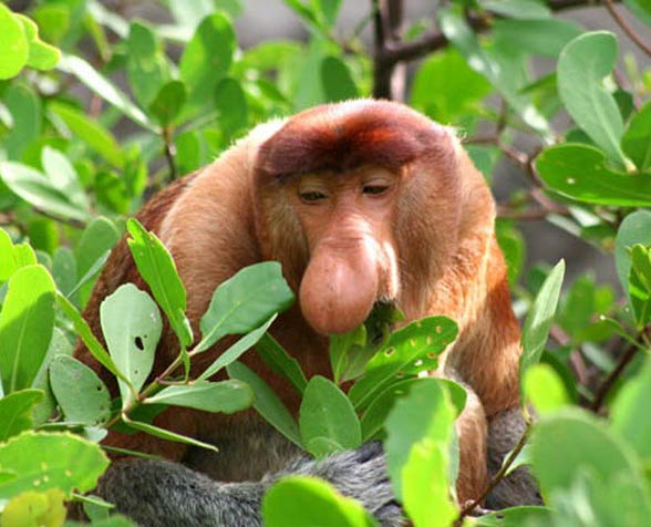 Proboscis monkey, Endangered, Borneo, Long Nose