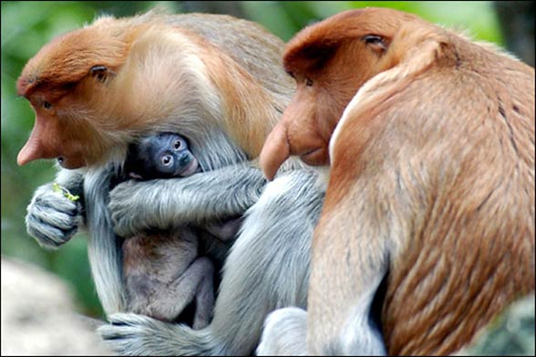 The Wonderful, Transcendent Life of an Odd-Nosed Monkey