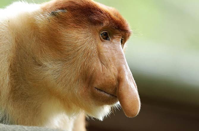 The Wonderful, Transcendent Life of an Odd-Nosed Monkey