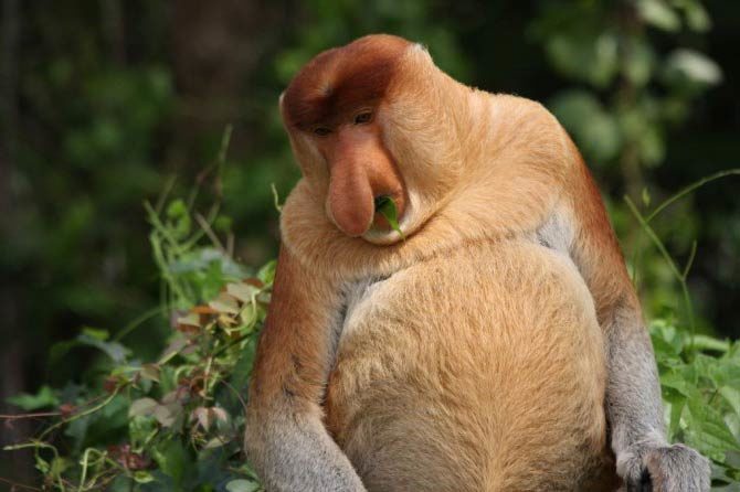 The Wonderful, Transcendent Life of an Odd-Nosed Monkey