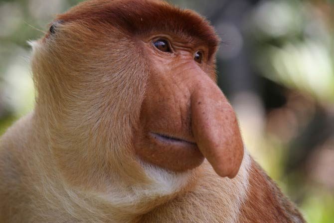 Proboscis monkey, Endangered, Borneo, Long Nose