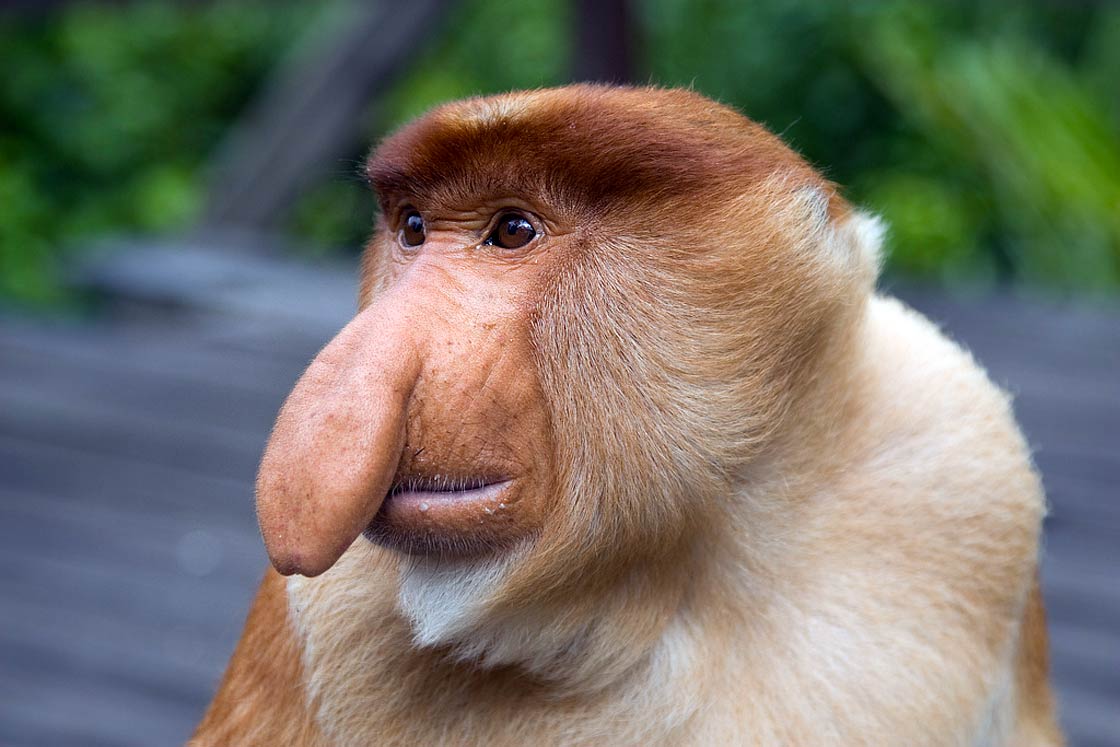 Proboscis monkey, Endangered, Borneo, Long Nose