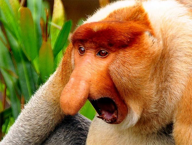 Proboscis monkey, Endangered, Borneo, Long Nose