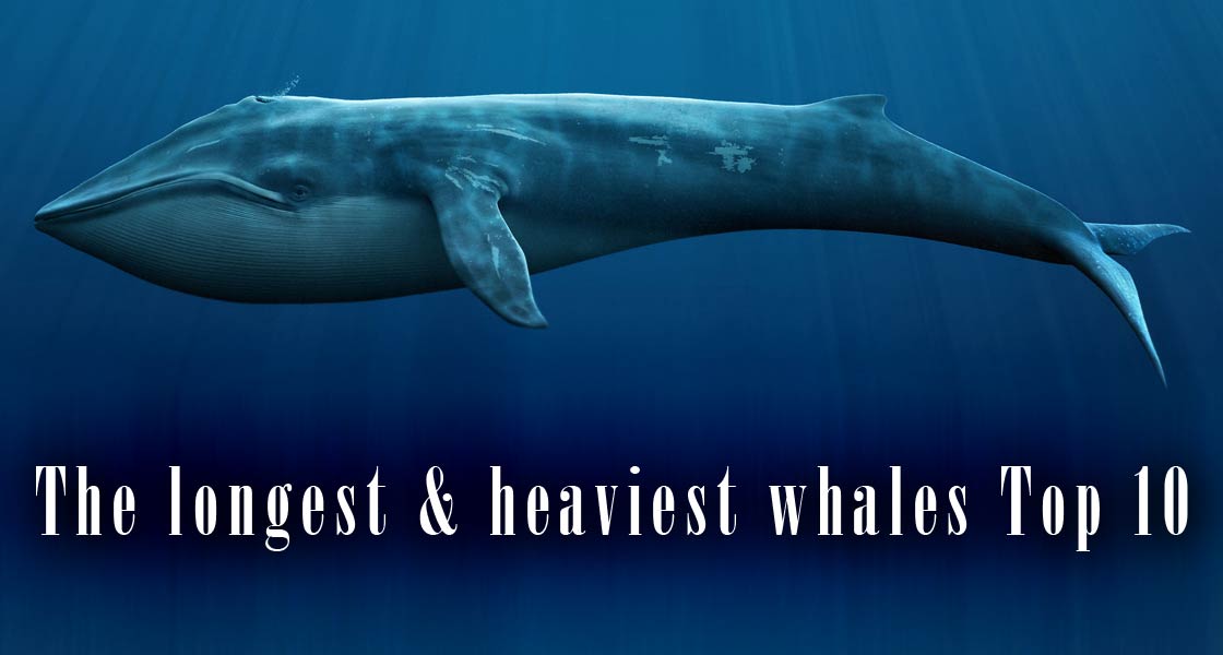 The longest and heaviest whales – TOP 10 