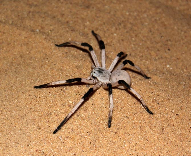 nephila jurassica size comparison