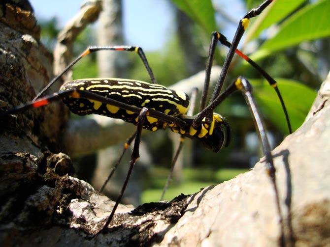 nephila jurassica