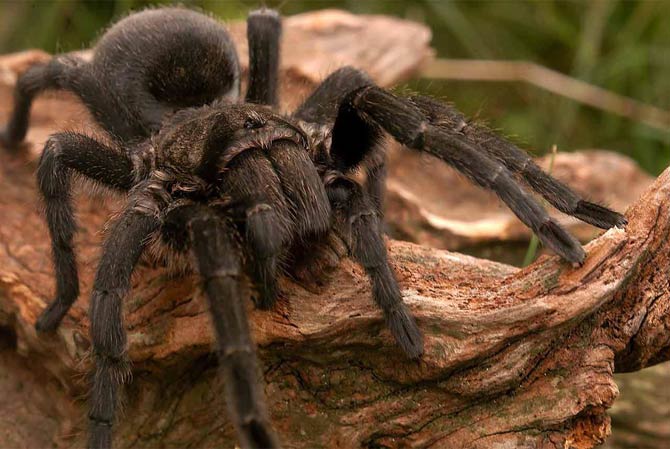 The largest spiders - Top 10 | DinoAnimals.com