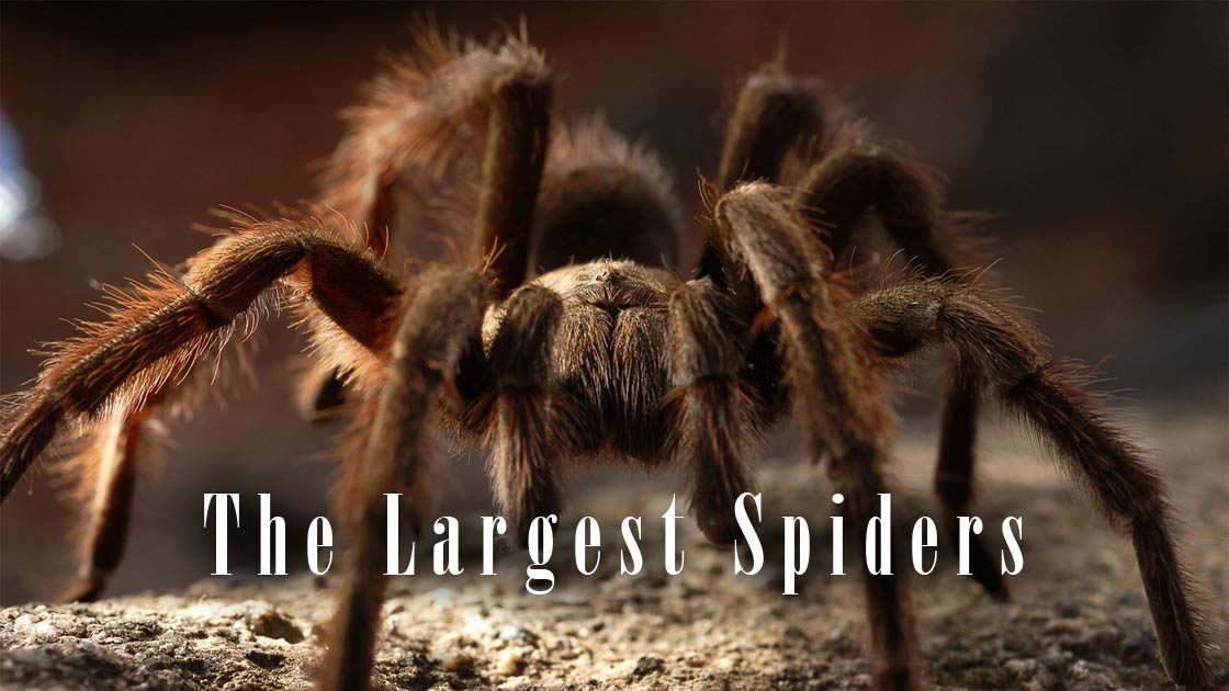 biggest spider in the world