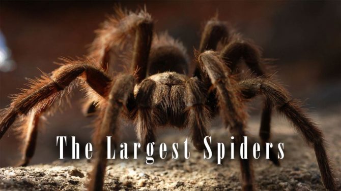 The largest spiders – Top 10 | DinoAnimals.com