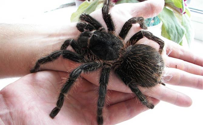 giant salmon pink tarantula