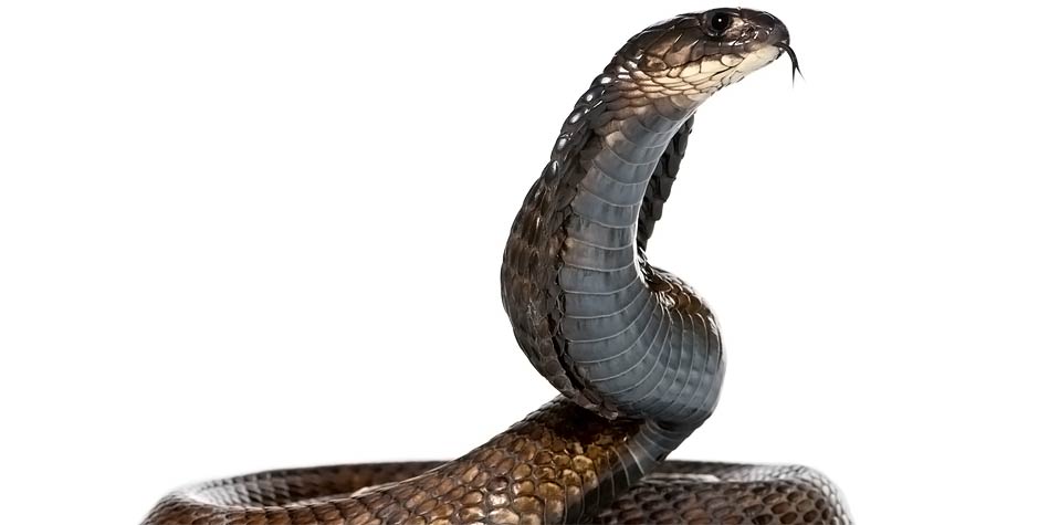 Egyptian cobra – Cleopatra's snake | DinoAnimals.com