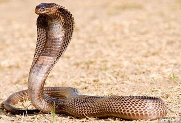 Egyptian Cobra Cleopatra s Snake DinoAnimals Egyptian Cobra Cleopatra s Snake DinoAnimals