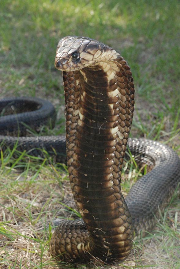 Egyptian cobra – Cleopatra's snake | DinoAnimals.com