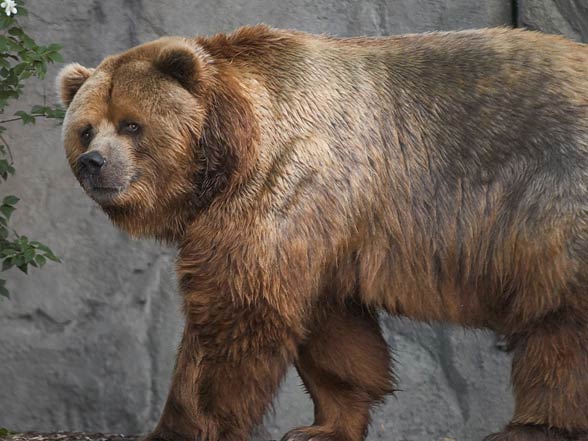 Kodiak Brown Bear (Ursus arctos middendorffi)