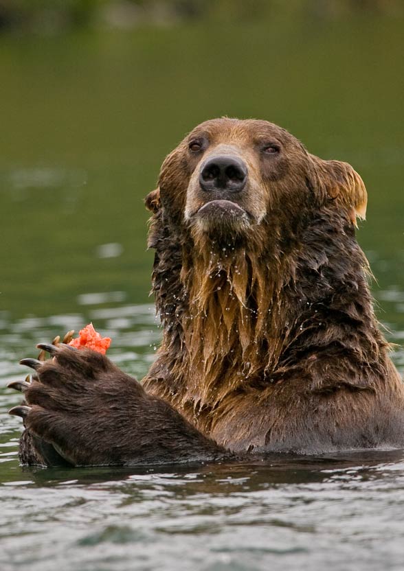 Kodiak Bear Clyde