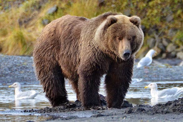 Kodiak Brown Bear (Ursus arctos middendorffi)