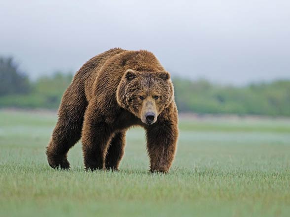 Kodiak Brown Bear (Ursus arctos middendorffi)