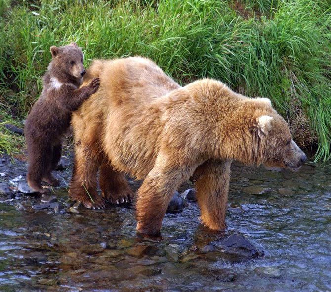 kodiak bear