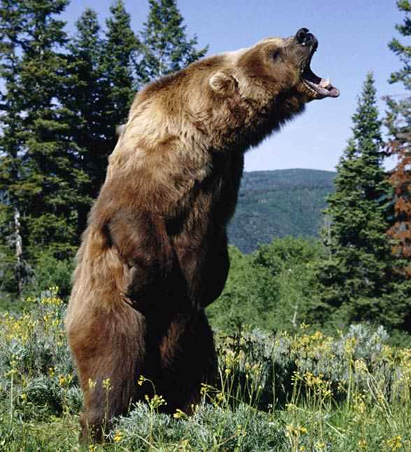 Kodiak the largest brown bear