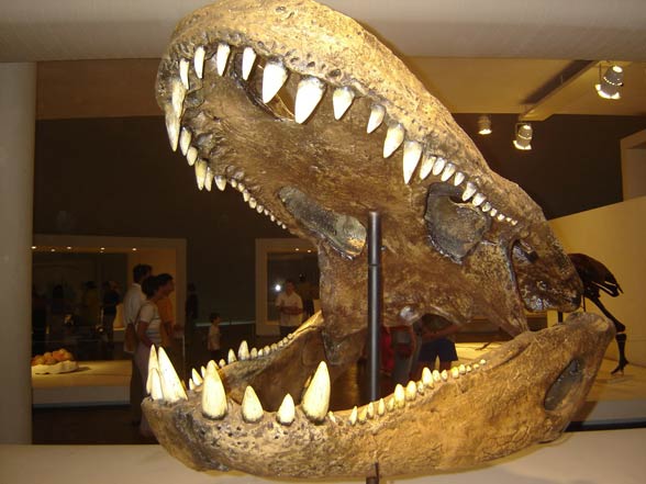 Purussaurus Skull