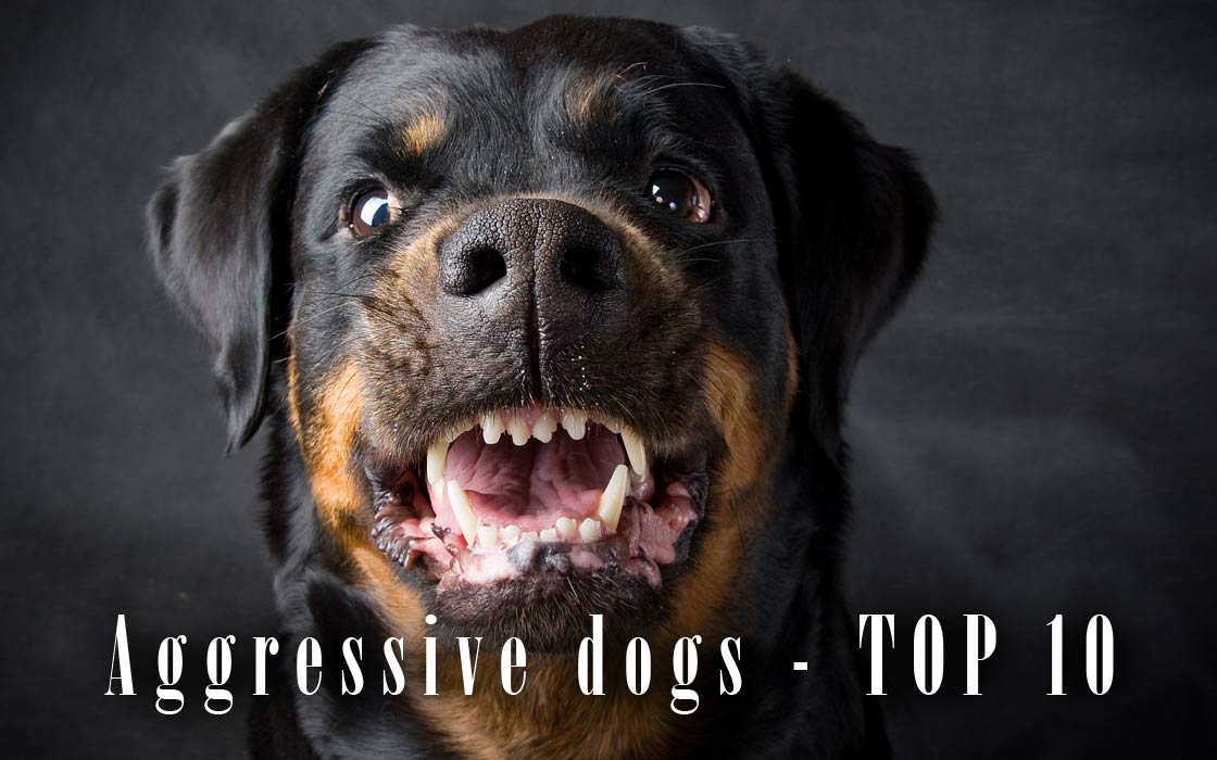 The most aggressive dog breeds - TOP 10 