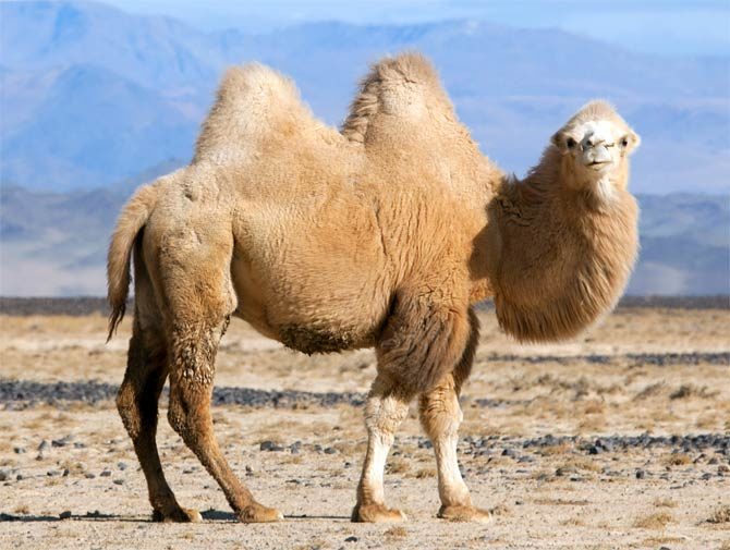 Bactrian camel and dromedary | DinoAnimals.com