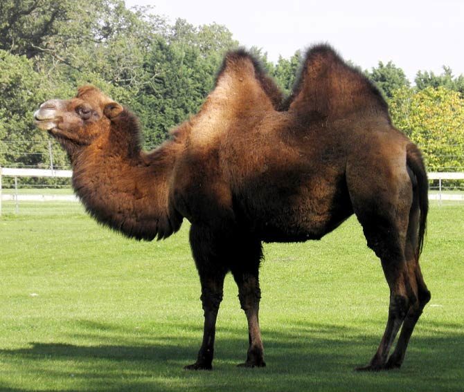 Bactrian camel and dromedary | DinoAnimals.com